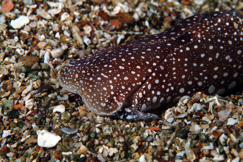 Aglaja tricolorata